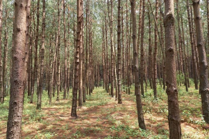 Gravação e informação do Webinar “Pinus patula em África”